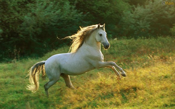 Sonhos Significado: sonhar com Cavalo Voando